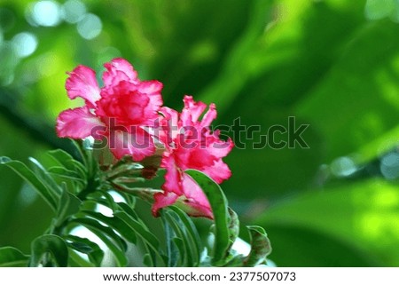 Blooming pink adenium flowers with blurry green background