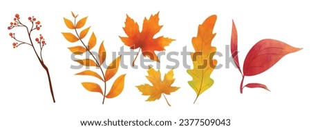 Vector watercolor Set of fall leaves, maple leaf, berries, branch. Forest design elements. Autumn illustrations isolated on white background for seasonal wedding invitations, greeting cards, posters.