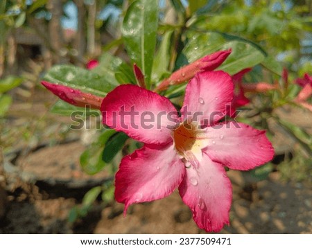 natural pink adenium flowers without editing