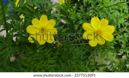 coreopsis, yellow twin flowers bloom in the garden