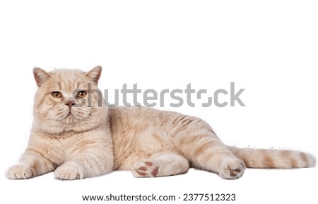exotic shorthair cat Red exotic cat is sitting. Funny pets. Washes, plays, Cute funny pussy posing on camera. Concept of pets,Cute Exotic Shorthair cat on sofa at homecute exotic shorthair cat Royalty-Free Stock Photo #2377512323