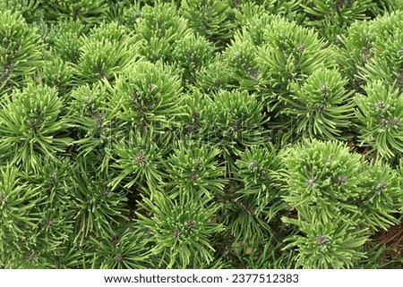Closeup of the evergreen needle like leaves of the low and slow growing garden conifer pinus mugo tuffet. Royalty-Free Stock Photo #2377512383