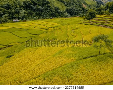 yellow green rice paddy field terraces at Sapan Bo Kluea Nan Thailand, a green valley with green rice fields and mountains