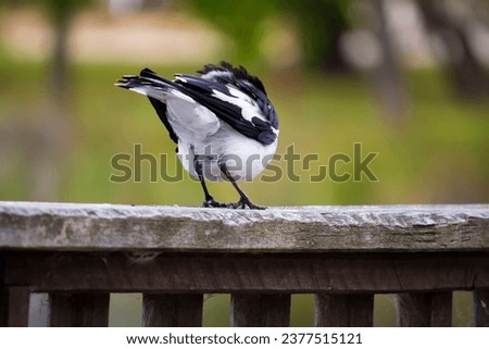 A friendly black and white Magpie-lark (Grallina cyanoleuca) an Australian bird with pee-o-wit' cry called Pee Wee , Murray magpie or Mudlark, looks for food on a late morning in late spring. Royalty-Free Stock Photo #2377515121
