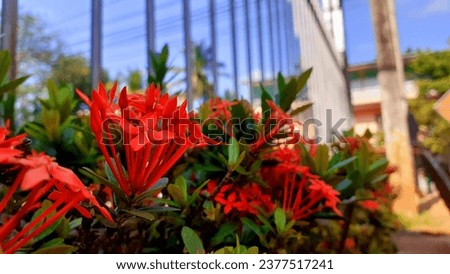 Rath mal tree.The beautiful red flower in nature.Santan or Ixora Coccinea is a species of flowering plant in the Rubiaceae family. Flowers with blurry backgrounds