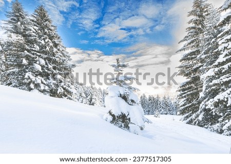 Lots of snow fallen in clearing in the forest  Royalty-Free Stock Photo #2377517305