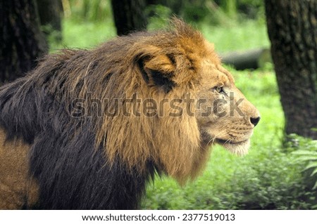 portrait of a lion, the king of the jungle