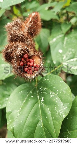 Achiote, also known as Annatto, is a small, red, and spiky fruit that grows on the achiote tree. It is commonly used as a natural food coloring and flavoring in various cuisines, particularly in Latin