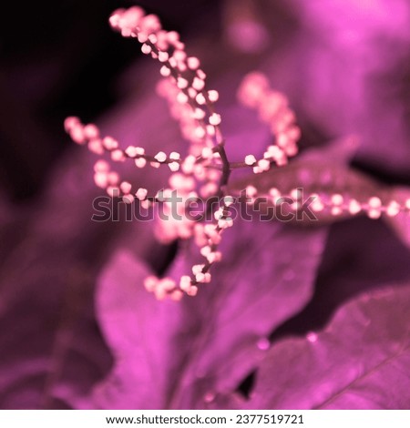 Pink and purple nature, beautiful blooming flower, flowering plant, fresh flower in garden, floral image