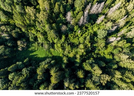 Drone view from a high altitude of a coniferous forest with an unovergrown area Royalty-Free Stock Photo #2377520157