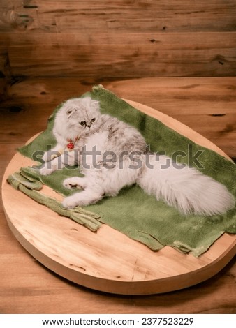 A soft, white, gold-colored fur cat sleeps and sits on green grass, pumpkins, and tombs in the bedroom. On a white background, brown color white black and orange white pumpkin haloween