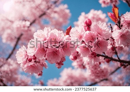 cherry blossom in spring, sakura flowers on blue sky background Royalty-Free Stock Photo #2377525637