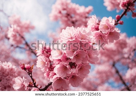 cherry blossom in spring, sakura flowers on blue sky background Royalty-Free Stock Photo #2377525651