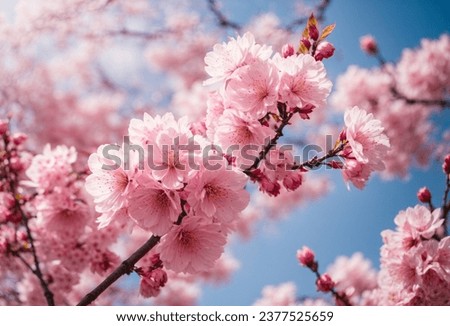 cherry blossom in spring, sakura flowers on blue sky background Royalty-Free Stock Photo #2377525659