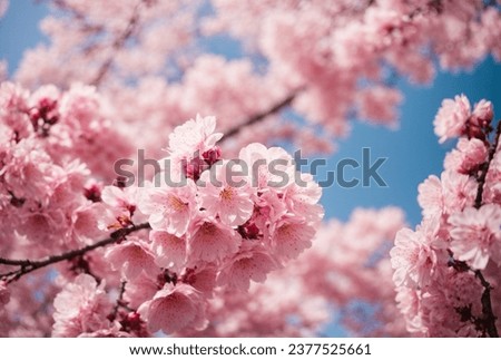 cherry blossom in spring, sakura flowers on blue sky background Royalty-Free Stock Photo #2377525661