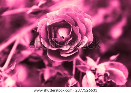 Pink rose, flowering plant, fresh flower in garden, floral image, pink natural background for text