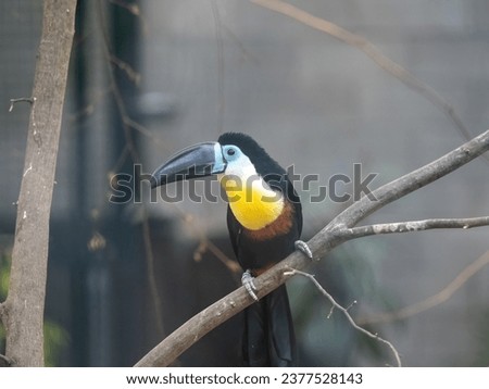 Channel-billed toucan, Ramphastos vitellinus, sits on a branch looking for food