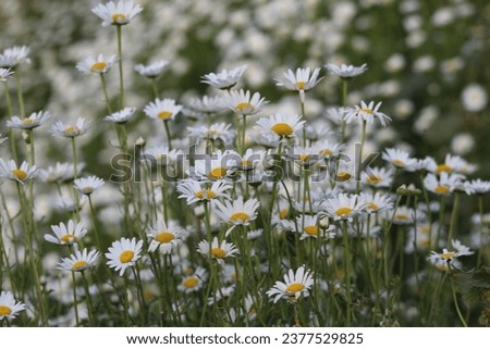 beatiful daisies and mountains scenery 