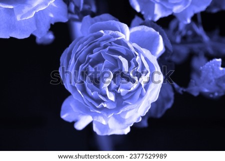 Blue blooming rose, fresh flower in botanical garden, flowering plant, natural background for text
