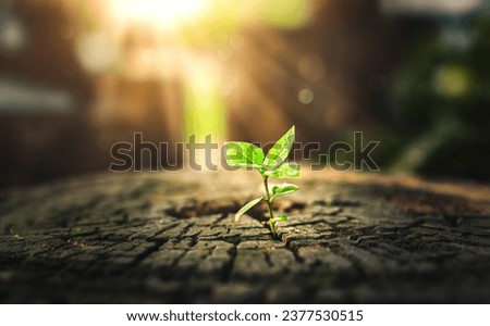 New Life concept with seedling growing sprout (tree). business development symbolic. A strong seedling growing in the stumps. Concept of building a future focus on new life. hope, freedom, life. Royalty-Free Stock Photo #2377530515