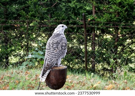 A close up on an owl, hawk, or a different bird sitting on a wooden drum with some cloth lining seen in the middle of a dense forest or moor next to some trees, shrubs, and other flora