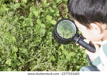 Child looking through magnifying glass on a clover grass field. Child looking for insect in the meadow clover leaf and weeds. 