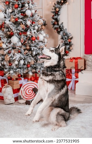 Portrait of a husky dog sitting against the background of Christmas decorations.
