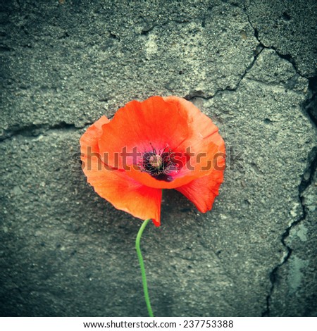Vignetting Photo of Poppy Flower on the cracked wall background Royalty-Free Stock Photo #237753388