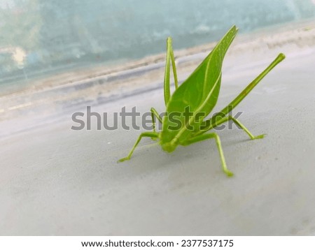 picture of a beautiful green grasshopper