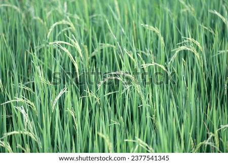 The green rice plants in the fields are growing into many grains. The picture can be used as a beautiful natural green background.