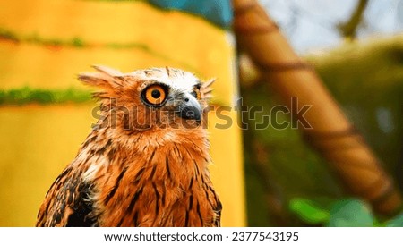 closeup photo of a bird owl with a blurred background Royalty-Free Stock Photo #2377543195