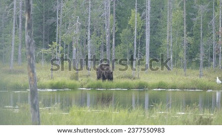 Adult brown bear Ursus Arctos at dusk in a green lush meadow in a deep forest in wild East of Finland in Kainuu region at Russian border during Summer around pine trees