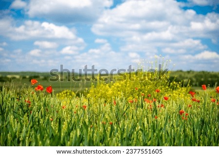 fields with blooming poppies on a summer sunny day

