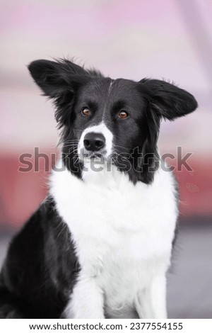 clever black and white border collie dog near purple glass building in the city centre