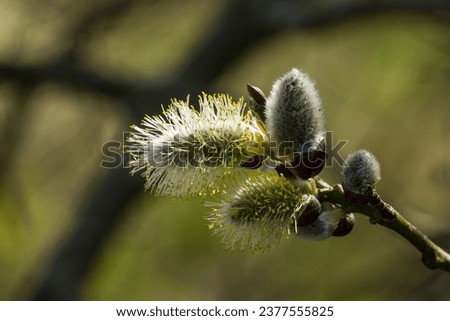 Close up of pussy willow catkin with clear background 