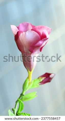 Close up of blooming purple allamanda flower and bud isolated on light blue background, image for mobile phone screen, display, wallpaper, screensaver, lock screen and home screen or background  