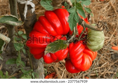 Tomato interesting shape, unusual tomato, strange vegetable, vegetable mutations, tomato on a branch. Royalty-Free Stock Photo #2377567939