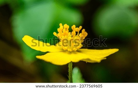 yellow flower of common silverweed (Argentina anserina or Potentilla anserina) aka silver cinquefoil Royalty-Free Stock Photo #2377569605
