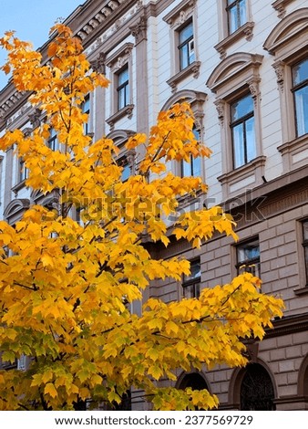 autumn in the city. maple with yellow leaves on the background of a residential multi-storey building. A lonely tree in the background of a building in the autumn