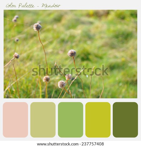 Color palette - Meadow