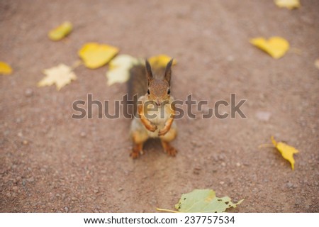 Squirrel in the park Moscow