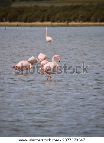 Flamingo pink picture in Camargue