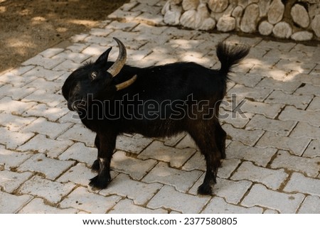 black goat in contact zoo