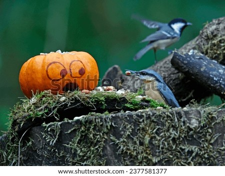 Nuthatch and a pumpkin at a feeding site