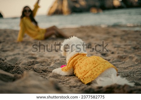 White Maltese dog in a yellow dress is posing on the beach, its owner appears as a blurred silhouette in the background