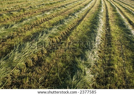 hay-harvest