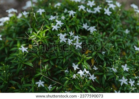 Morning vibe of a small plant with flowers