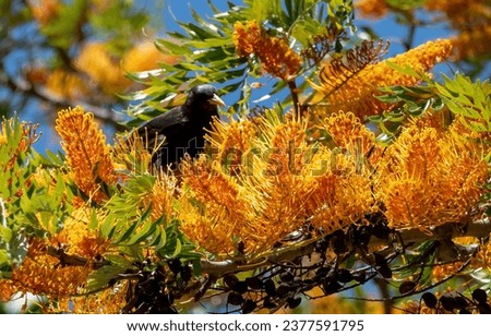 Black jackdaw among the yellow flowers of a Grevillia robusta Royalty-Free Stock Photo #2377591795