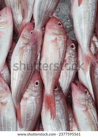 Phalacronotus bleekeri (Siluridae), Red fish with ice.

 Royalty-Free Stock Photo #2377595561