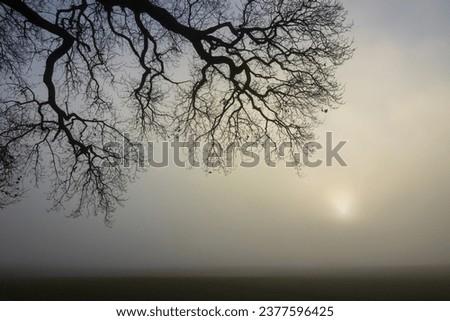 Scary oak tree branches in the fog in winter as tree burial and natural burial concept. Royalty-Free Stock Photo #2377596425